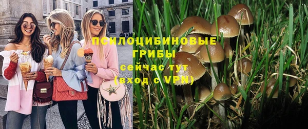 прущие грибы Волоколамск